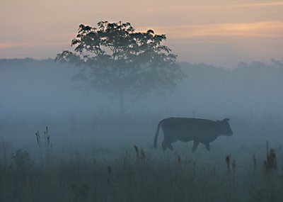 Bovines In The Mist.1