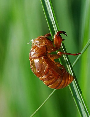 the cicada