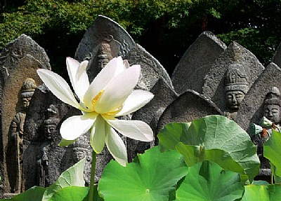 a white lotus