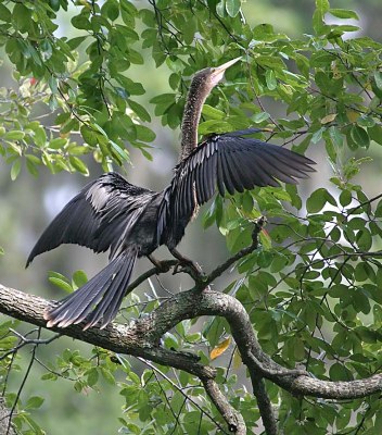 Anhanga - A wrong title of Cormorant was previously given