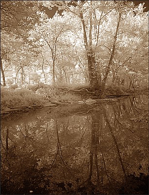 Forest Reflection