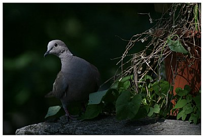 bird outside...