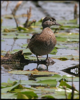 Wood Duck (juvenile male)