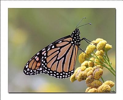 Pure Monarch
