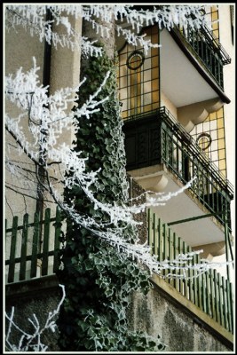 Trees and balconies