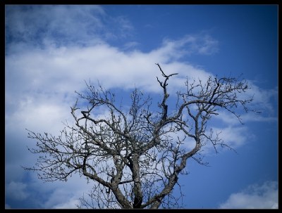 Dead tree goes to Heaven...