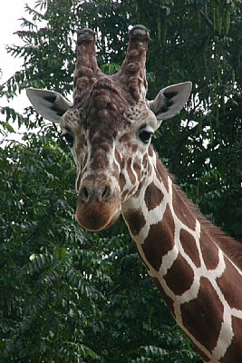Giraffe at Rotterdam Zoo