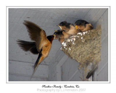 Feeding Swallows Cambria, CA