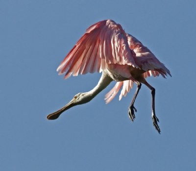 Hump-back Spoonbill[because of it`s looks]