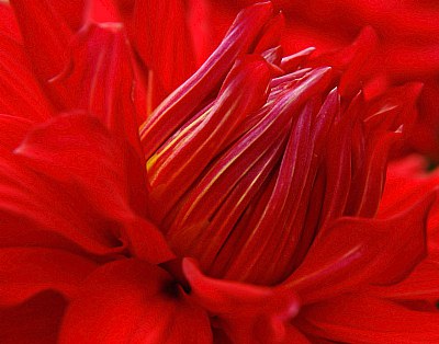 Heart of a dahlia....