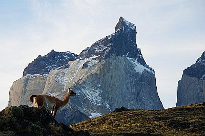 Guanaco