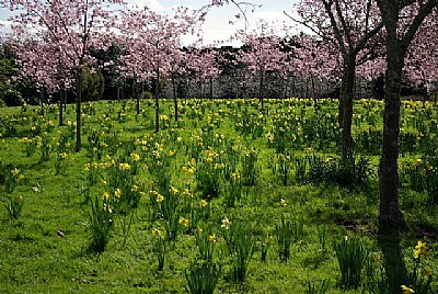 Beautiful field