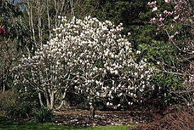 Magnolia in White