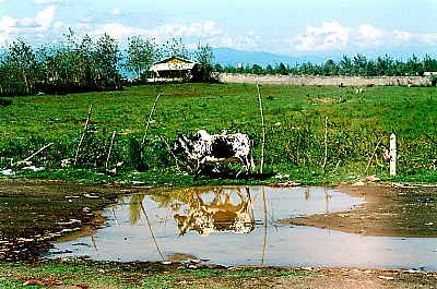 The Cow's Miracle
