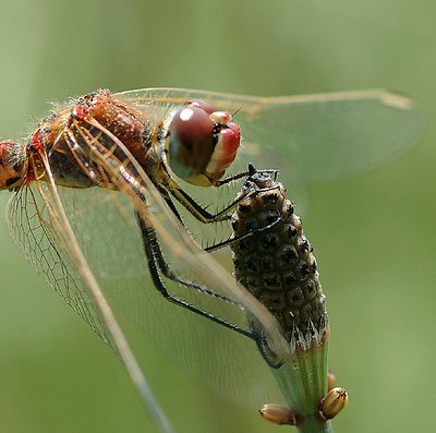 Close-up of a Dragon fly