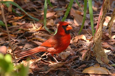 Cardinal