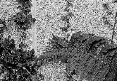 Ferns on Stucco