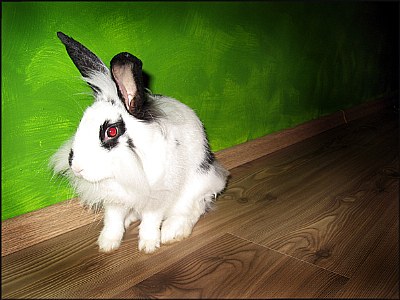 rabbit_1