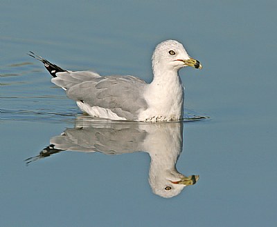 Ring-billed Gull