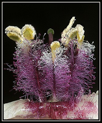 Verbascum