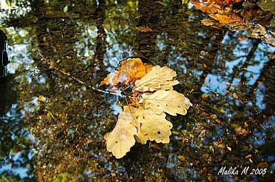 Fall. Reflections