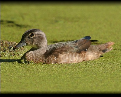 Wood Duck in Duck Weed