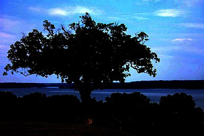 tree by the river