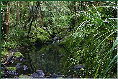 Whangarei Bush