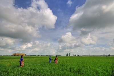 Harvest