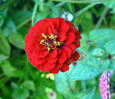 Red Zinnia