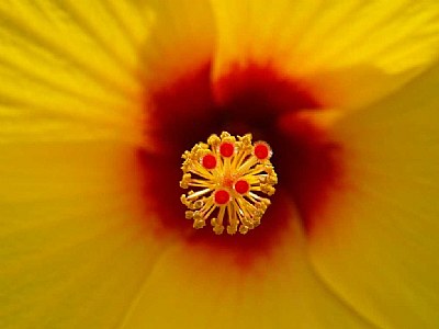 Hibiscus