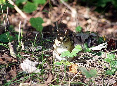 The Onlooker