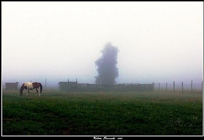 In the morning fog 2...