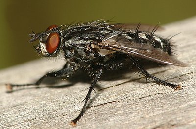 Another Fly