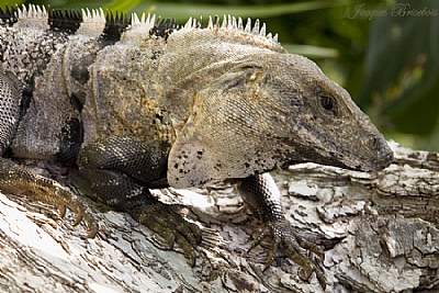 iguana