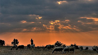 shepherd...