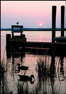 Ducks,Gull and Sun