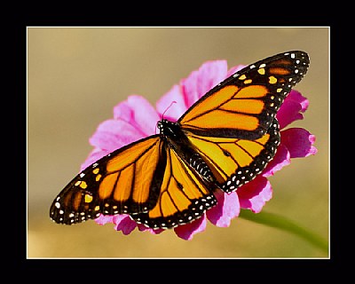 Monarch