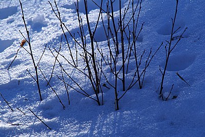 nieve