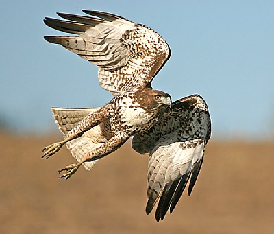 Red-tailed Hawk (female)