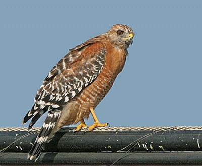 Red-shouldered Hawk