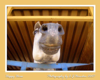 Happy Horse Hopes for Hay