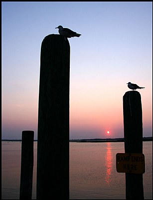 Shore Birds