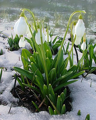 snowdrop