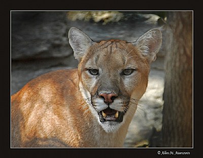 Young Puma (d1518)