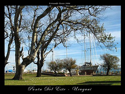 Boat and Trees