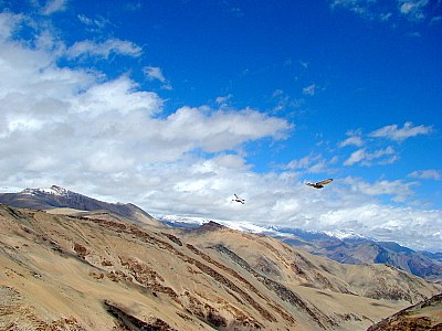 Pigeons @ 17500 ft !!