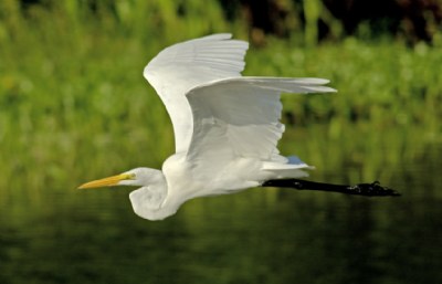 Graceful Egret