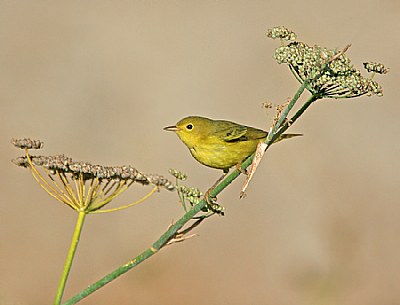 Yellow Warbler