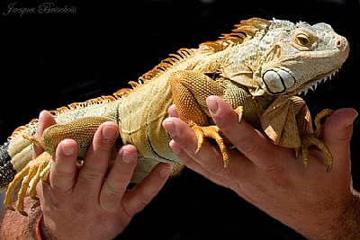 holding the iguana